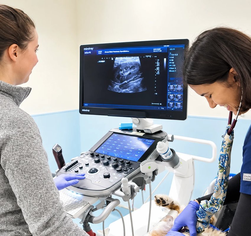 Ultrasound exam on a cat at BSVESS
