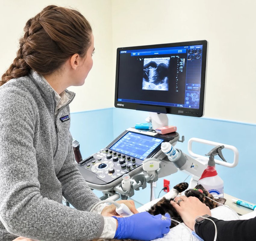 Ultrasound exam on a cat at BSVESS