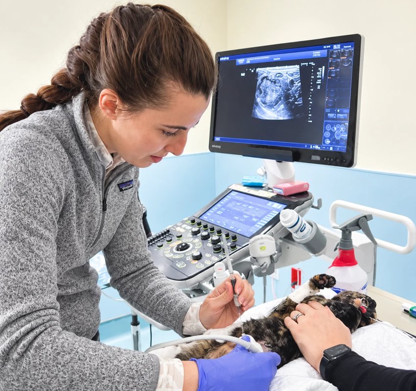 Ultrasound exam on a cat at BSVESS