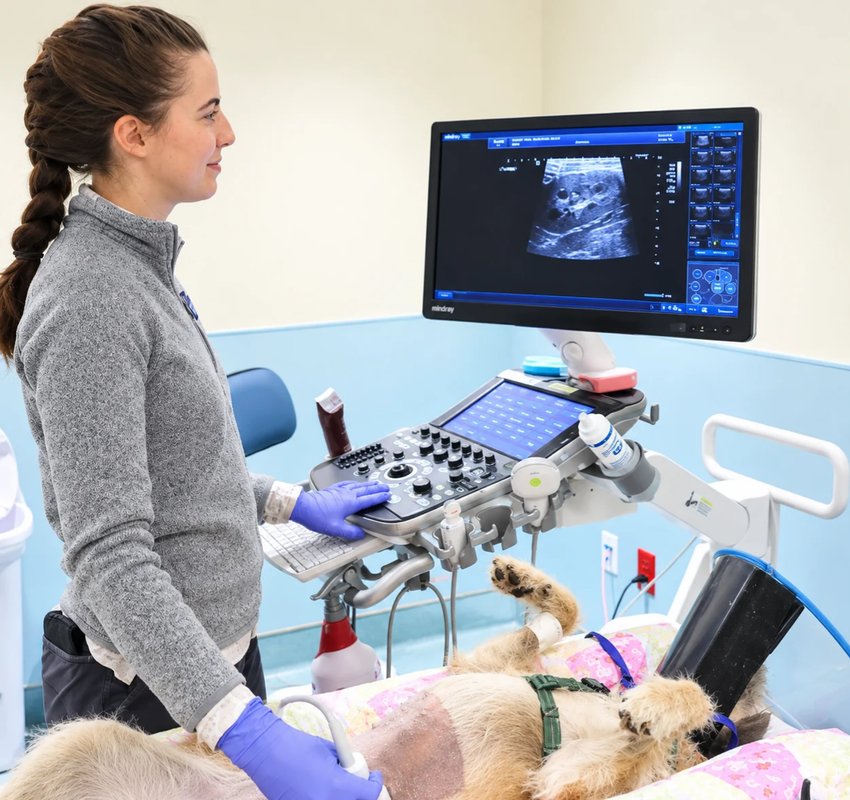 Ultrasound exam on a dog at BSVESS